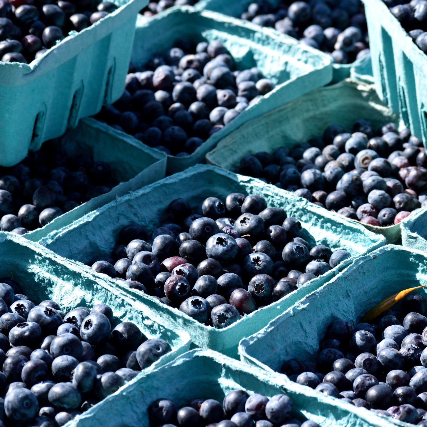 Blueberries: The tiny nutritional powerhouse